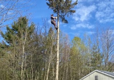 Les Entreprises TDH-Émondage photo 8